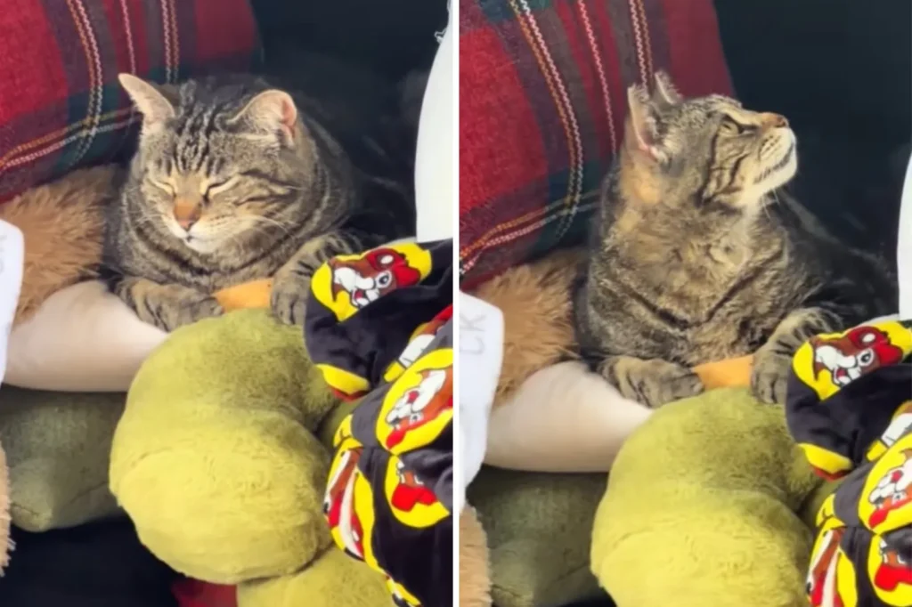 Stray Tabby Turns Moving Day Surprise into Viral Heartwarmer
