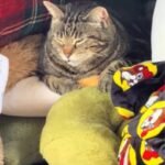 Stray Tabby Turns Moving Day Surprise into Viral Heartwarmer