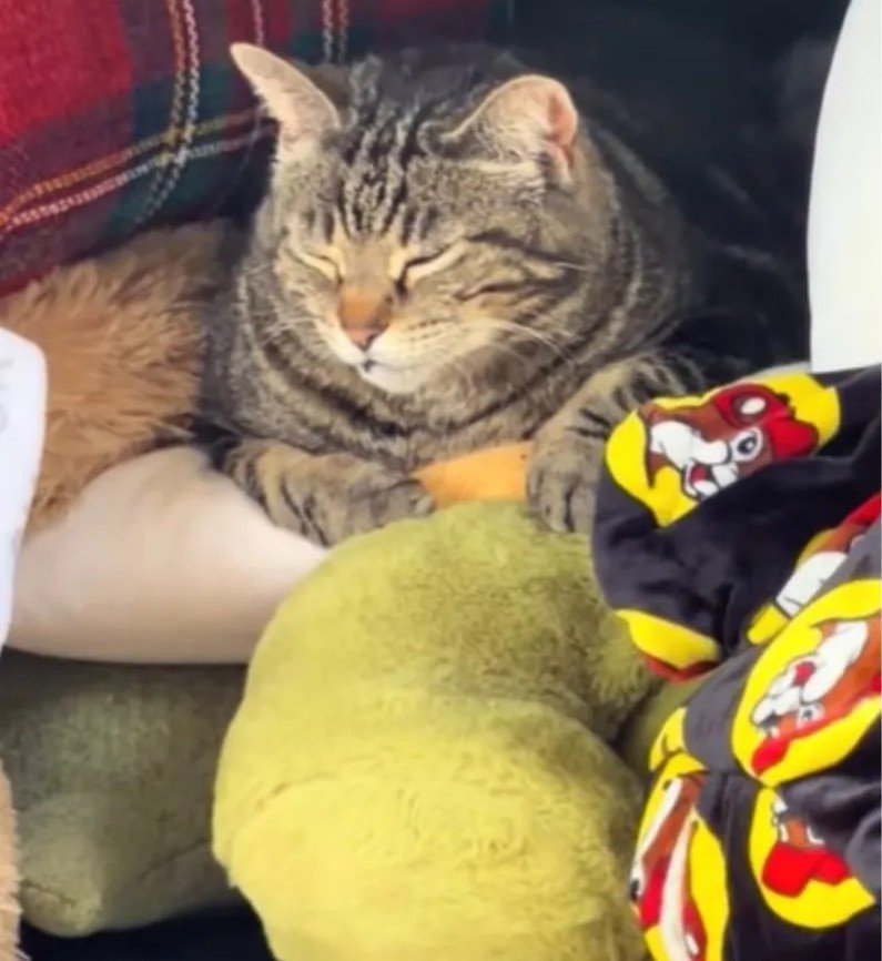 Stray Tabby Turns Moving Day Surprise into Viral Heartwarmer