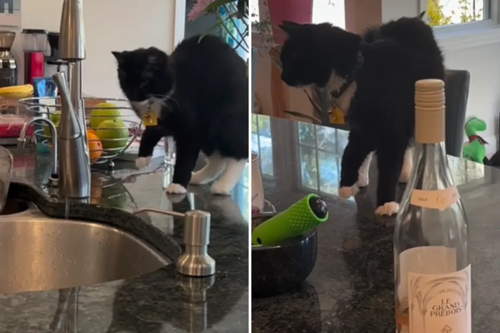 Kitten's Sudden Limp Sparks Owner's Panic—Then Uncontrollable Laughter