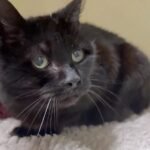 Cat Missing for 12 Years Survives as Stray, Reunites with Owner in Instant Recognition