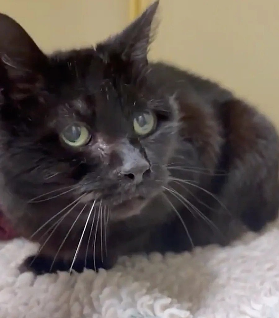 Cat Missing for 12 Years Survives as Stray, Reunites with Owner in Instant Recognition