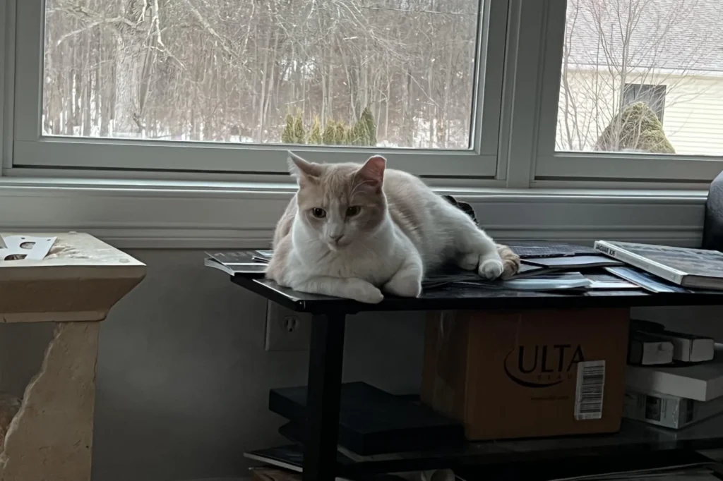 Feline Hero: Shy Cat's Persistent Meows Alert Owner to Deadly Gas Leak