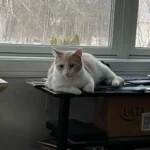 Feline Hero: Shy Cat's Persistent Meows Alert Owner to Deadly Gas Leak