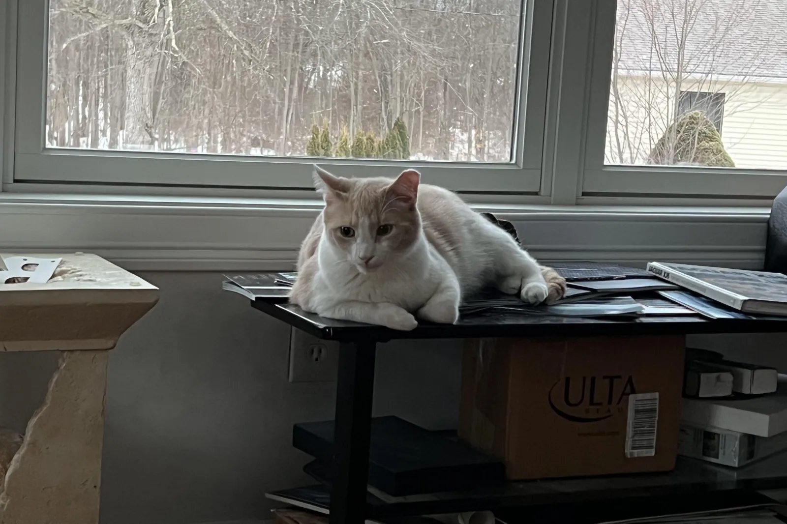 Feline Hero: Shy Cat's Persistent Meows Alert Owner to Deadly Gas Leak