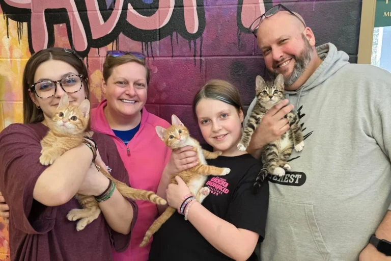 Rescued Tot Trio: Kitten Siblings Secure United Forever Home in Wisconsin