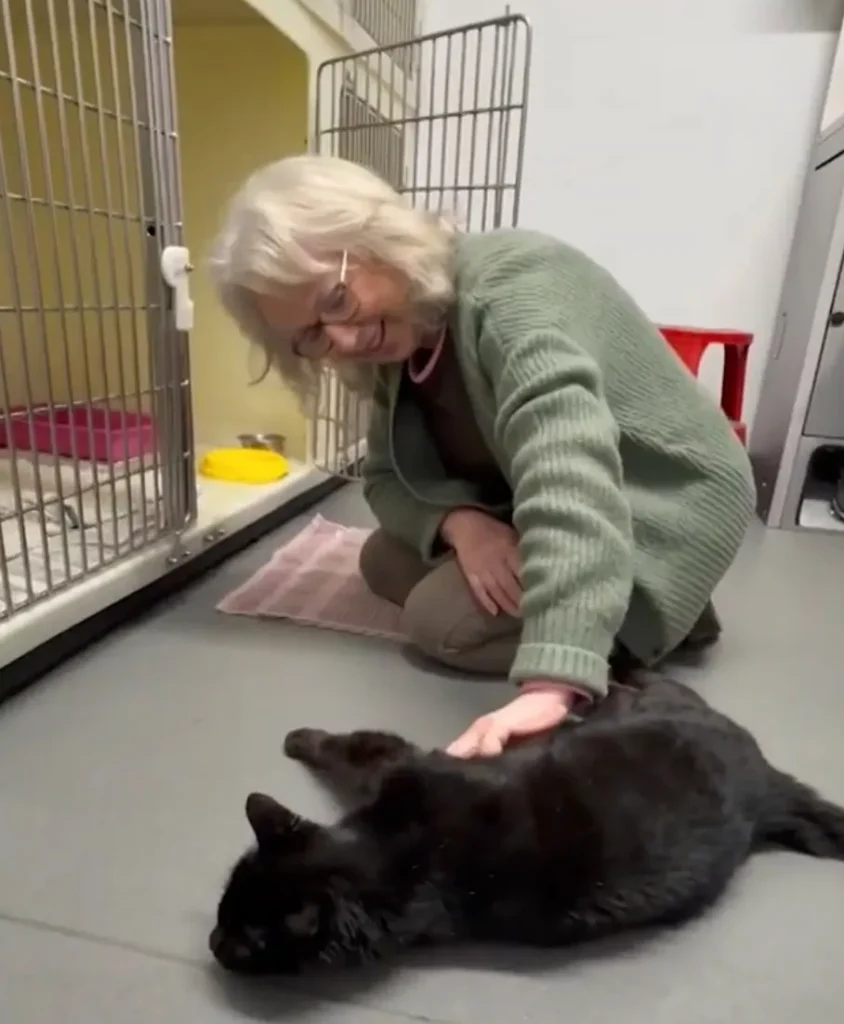 Cat Missing for 12 Years Survives as Stray, Reunites with Owner in Instant Recognition