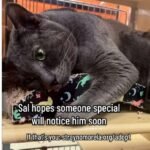Returned to Shelter After Two Years: Sal the Cat's Enduring Playfulness Touches Hearts