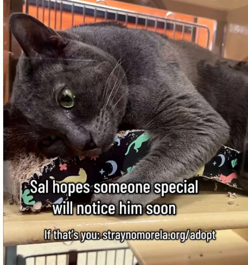 Returned to Shelter After Two Years: Sal the Cat's Enduring Playfulness Touches Hearts