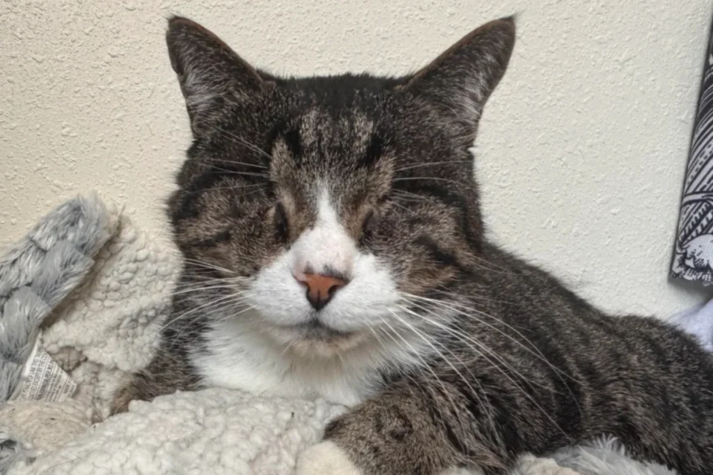 From Shelter Solitude to Sunny Spots: Eyeless Cat Höd's Heartwarming Turnaround