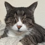 From Shelter Solitude to Sunny Spots: Eyeless Cat Höd's Heartwarming Turnaround