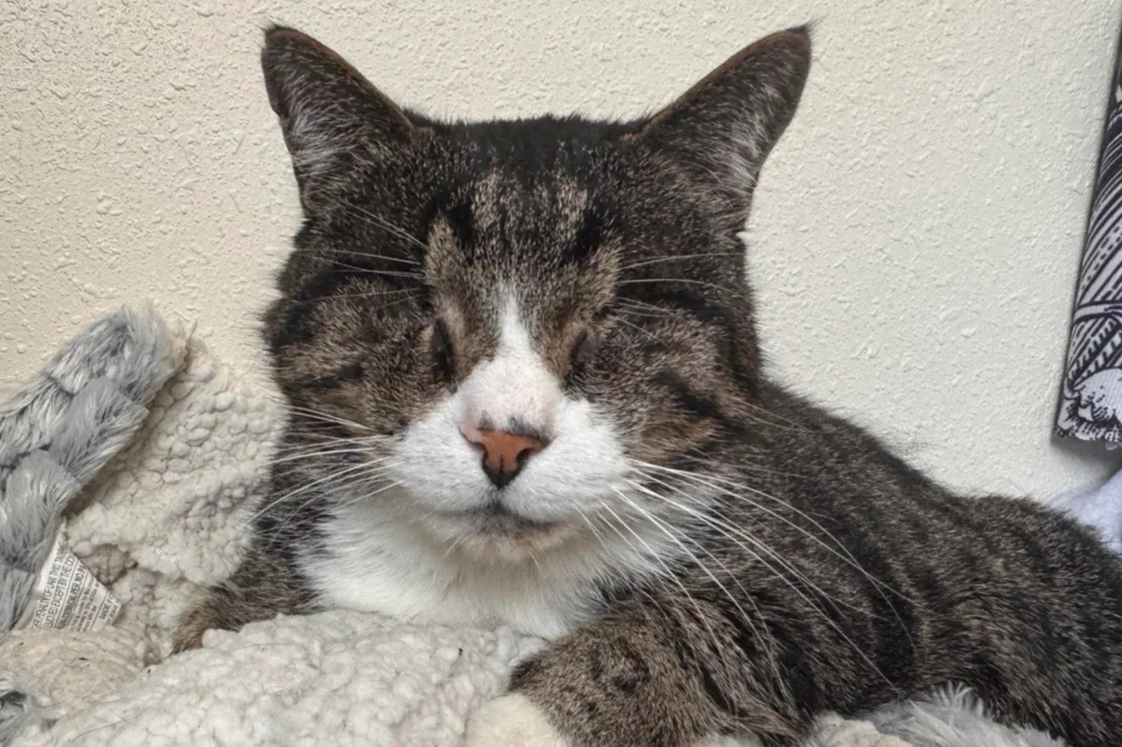 From Shelter Solitude to Sunny Spots: Eyeless Cat Höd's Heartwarming Turnaround
