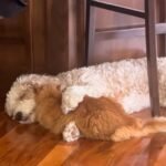 Doodle Puppy and Cat Forge Unlikely Bond in Minnesota Home