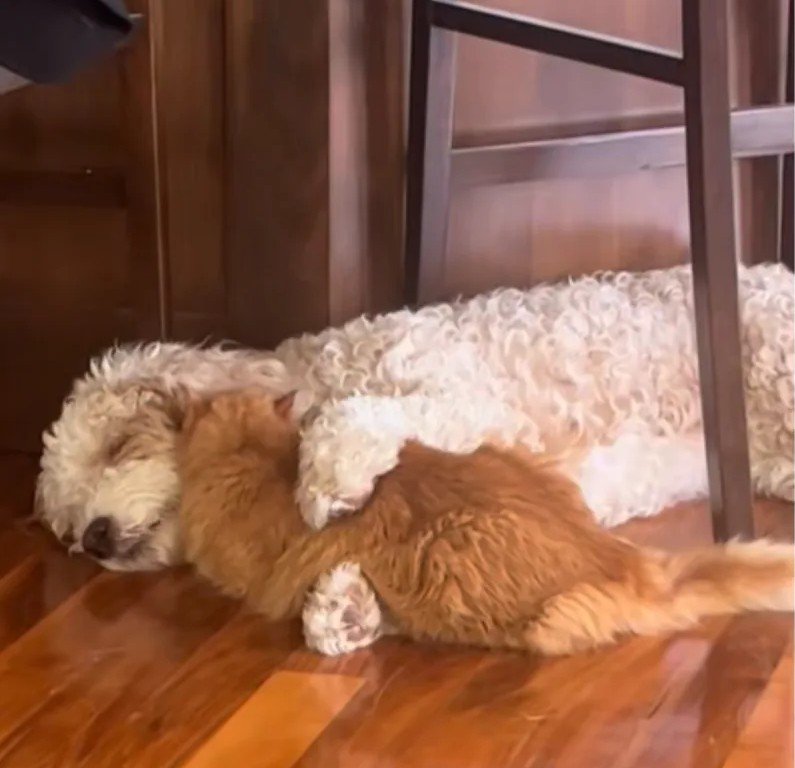 Doodle Puppy and Cat Forge Unlikely Bond in Minnesota Home