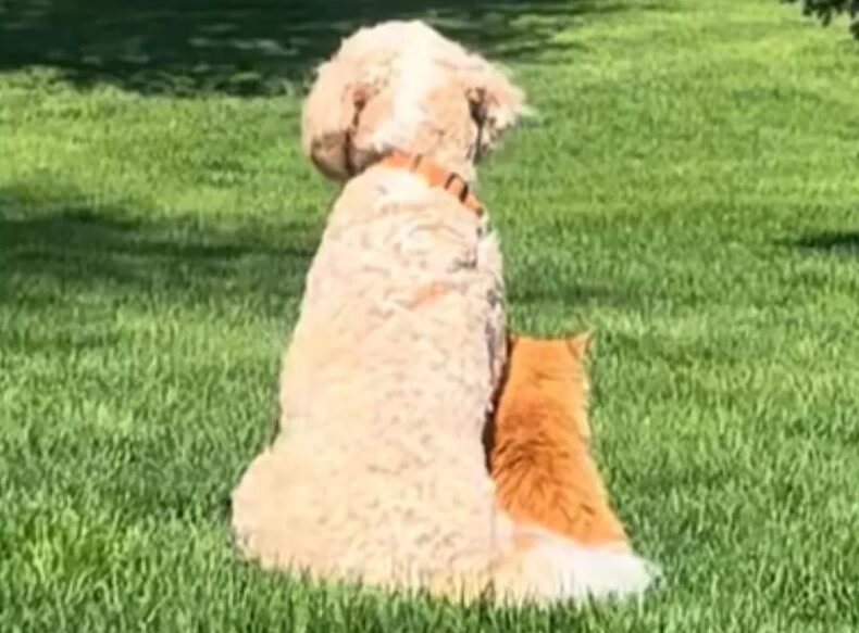 Doodle Puppy and Cat Forge Unlikely Bond in Minnesota Home