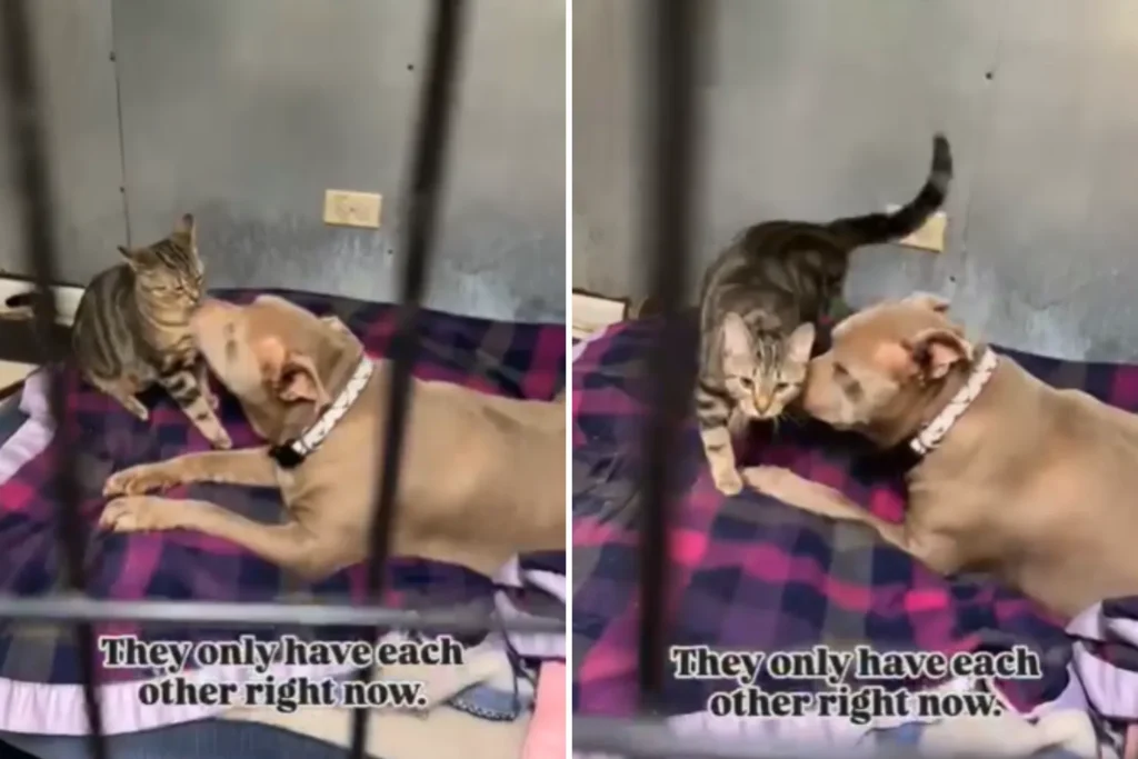 Bonded Duo Touches Hearts: Senior Pit Bull and Kitten Surrendered Together in Chicago