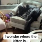 Toronto Owner Discovers Missing Black Kitten in Cozy Embrace with Family Dog