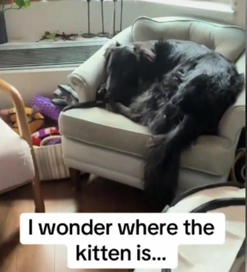 Toronto Owner Discovers Missing Black Kitten in Cozy Embrace with Family Dog