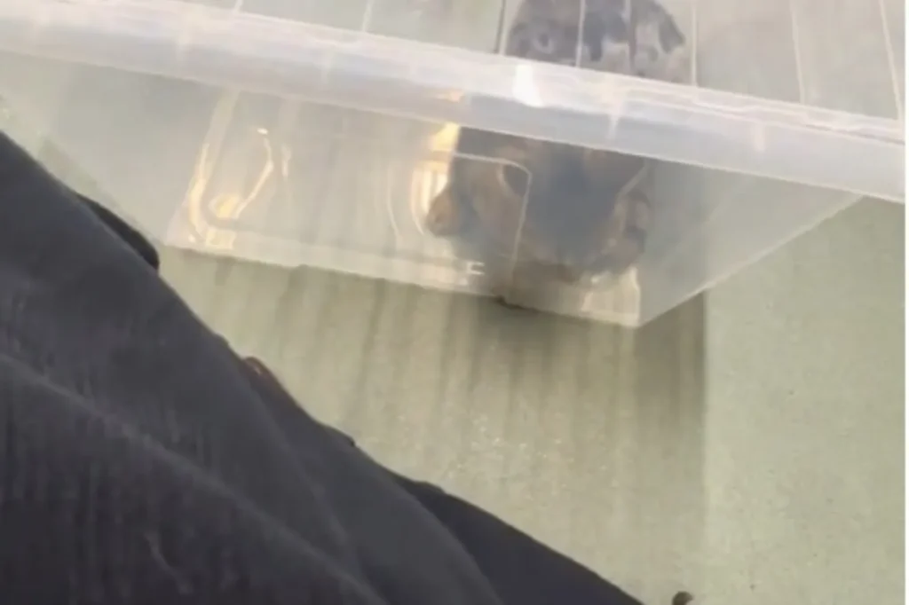 Carrier Chaos Averted: Cat's Love for Boxes Saves the Day at Vet