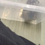 Carrier Chaos Averted: Cat's Love for Boxes Saves the Day at Vet