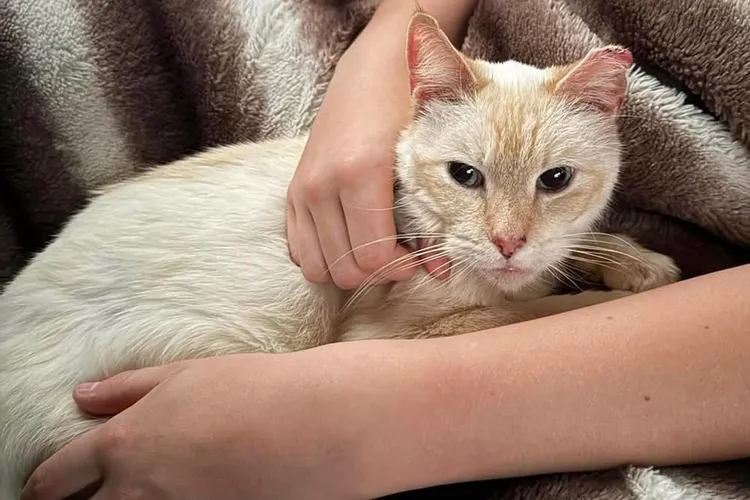 Microchip Miracle: Cat Lost 7 Years Reunites After 2,500-Mile Journey