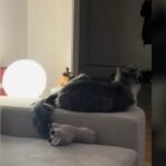 Cat's Eerie Piano Performance Sparks Home Horror – Owner's Panic Goes Viral