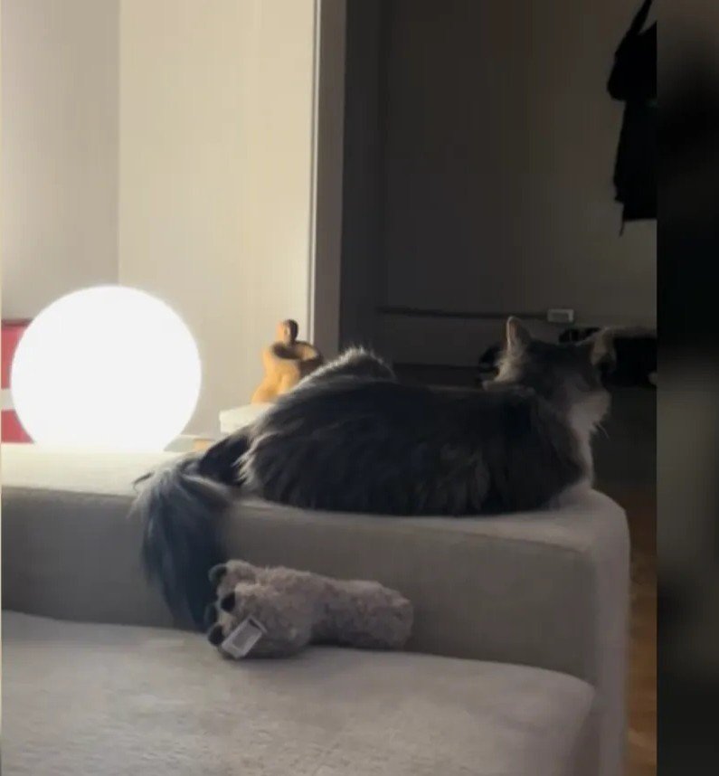 Cat's Eerie Piano Performance Sparks Home Horror – Owner's Panic Goes Viral