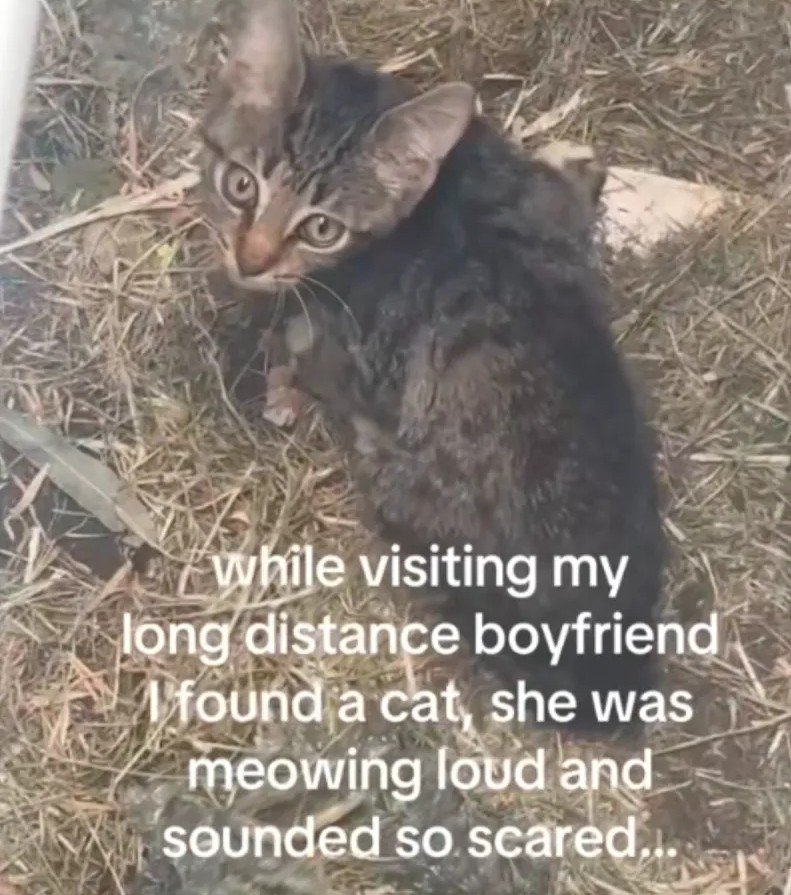 Heartwarming Drain Rescue: Woman's Quick Thinking Gives Disabled Kitten a Fighting Chance