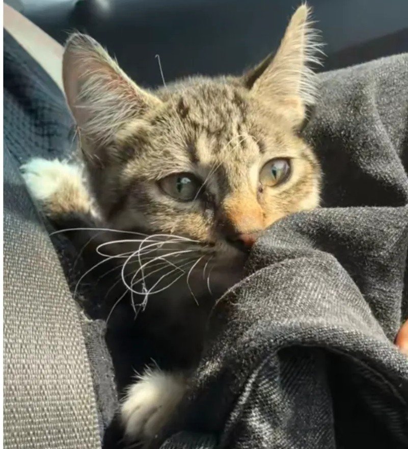 Heartwarming Drain Rescue: Woman's Quick Thinking Gives Disabled Kitten a Fighting Chance