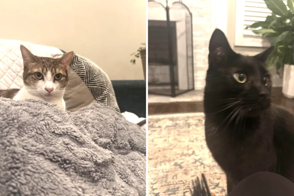 Six Months of Unexplained Cat Food Deliveries: A Family Secret Unveiled