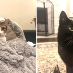 Six Months of Unexplained Cat Food Deliveries: A Family Secret Unveiled