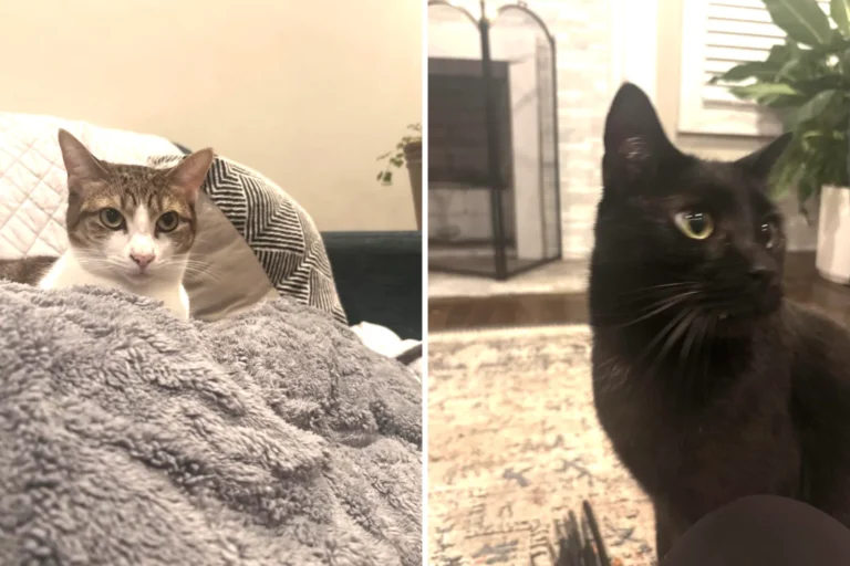 Six Months of Unexplained Cat Food Deliveries: A Family Secret Unveiled