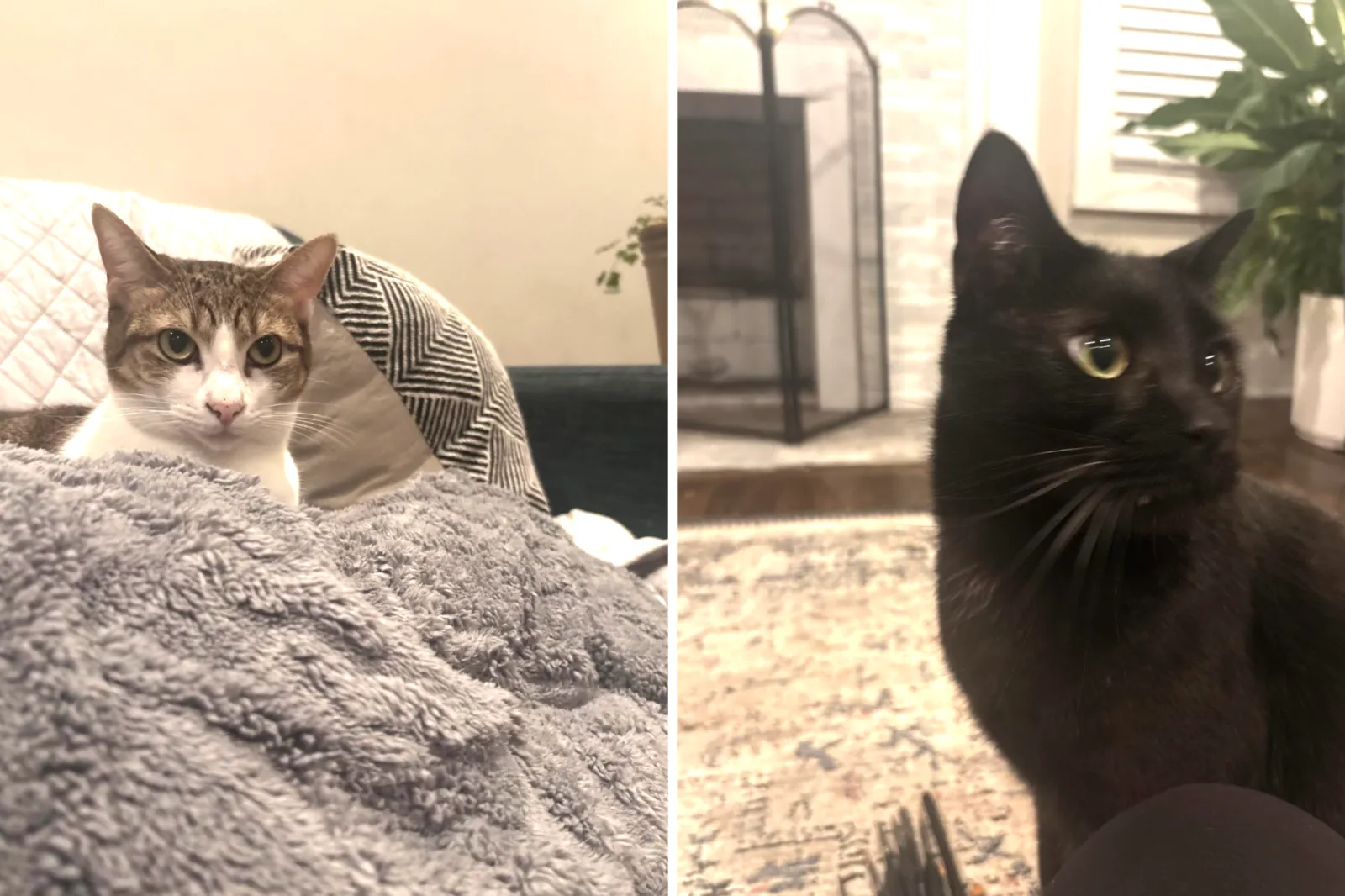 Six Months of Unexplained Cat Food Deliveries: A Family Secret Unveiled