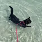 Rescue Kitten Embraces Ocean Waves on Debut Beach Visit, Captivating Millions