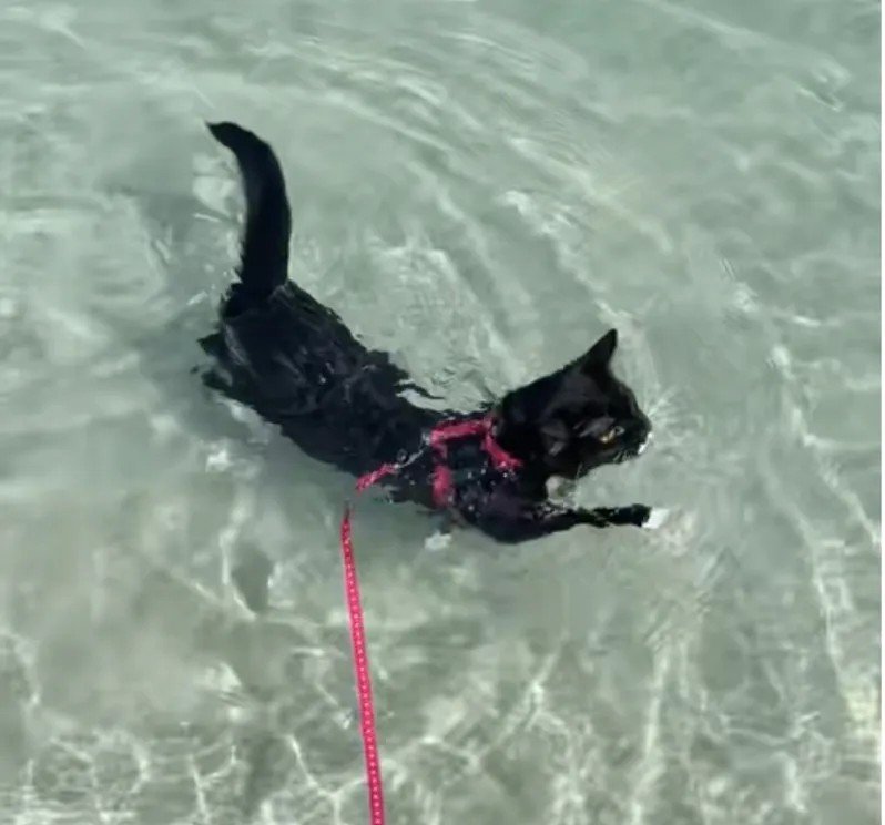 Rescue Kitten Embraces Ocean Waves on Debut Beach Visit, Captivating Millions