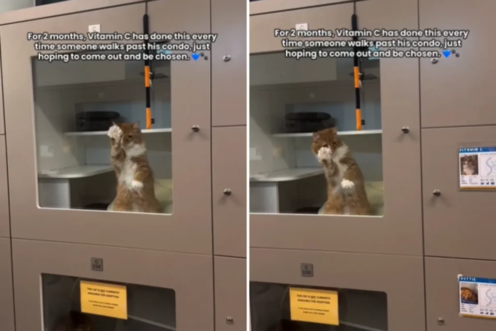 Viral Ginger Cat's Heartfelt Paw Taps from Shelter Glass Lead to Perfect Adoption Match