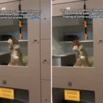 Viral Ginger Cat's Heartfelt Paw Taps from Shelter Glass Lead to Perfect Adoption Match