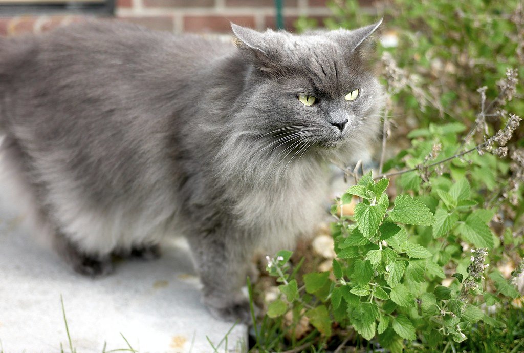 Use Scent Enrichment to Stimulate Your Cat's Nose 
