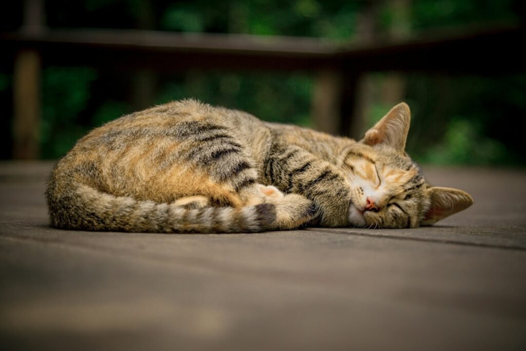 Where the Term "Cat Nap" Actually Comes From 