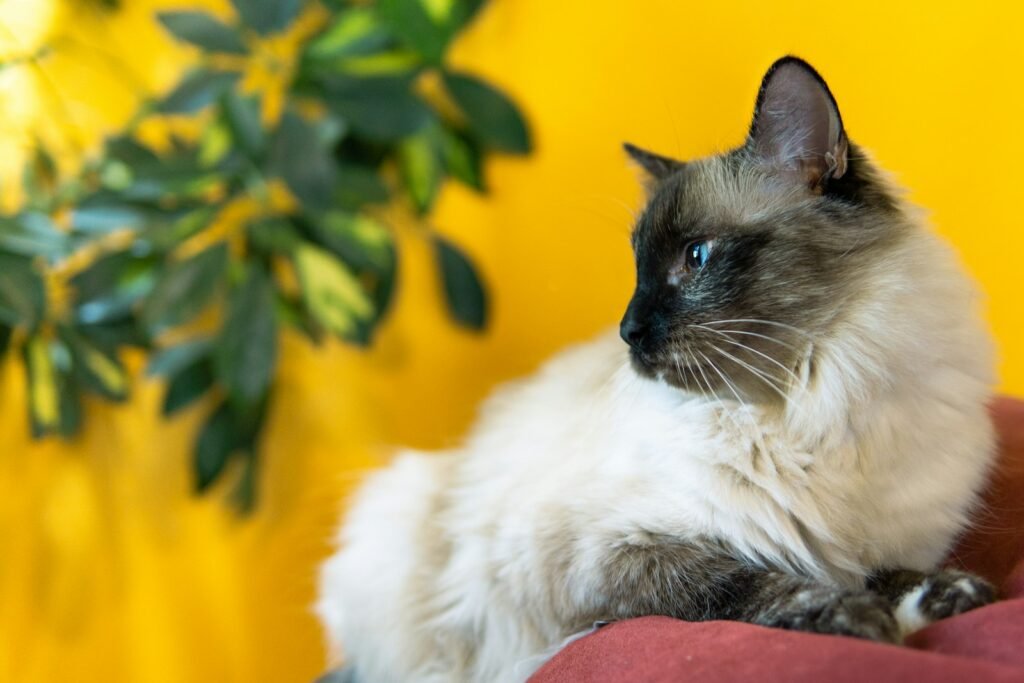 6. The Birman: The Sacred Cat That Lives to Comfort You
