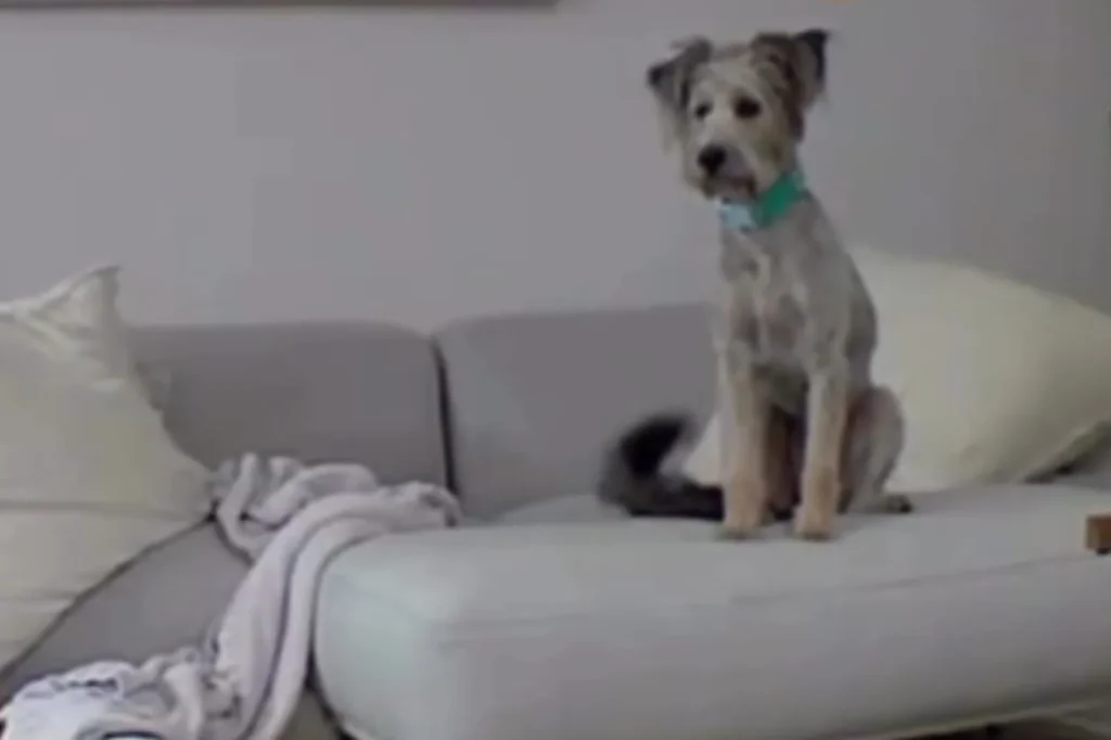 First Time Out of Crate, Rescue Dog’s Reaction Sparks Emotional Response