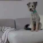 First Time Out of Crate, Rescue Dog’s Reaction Sparks Emotional Response