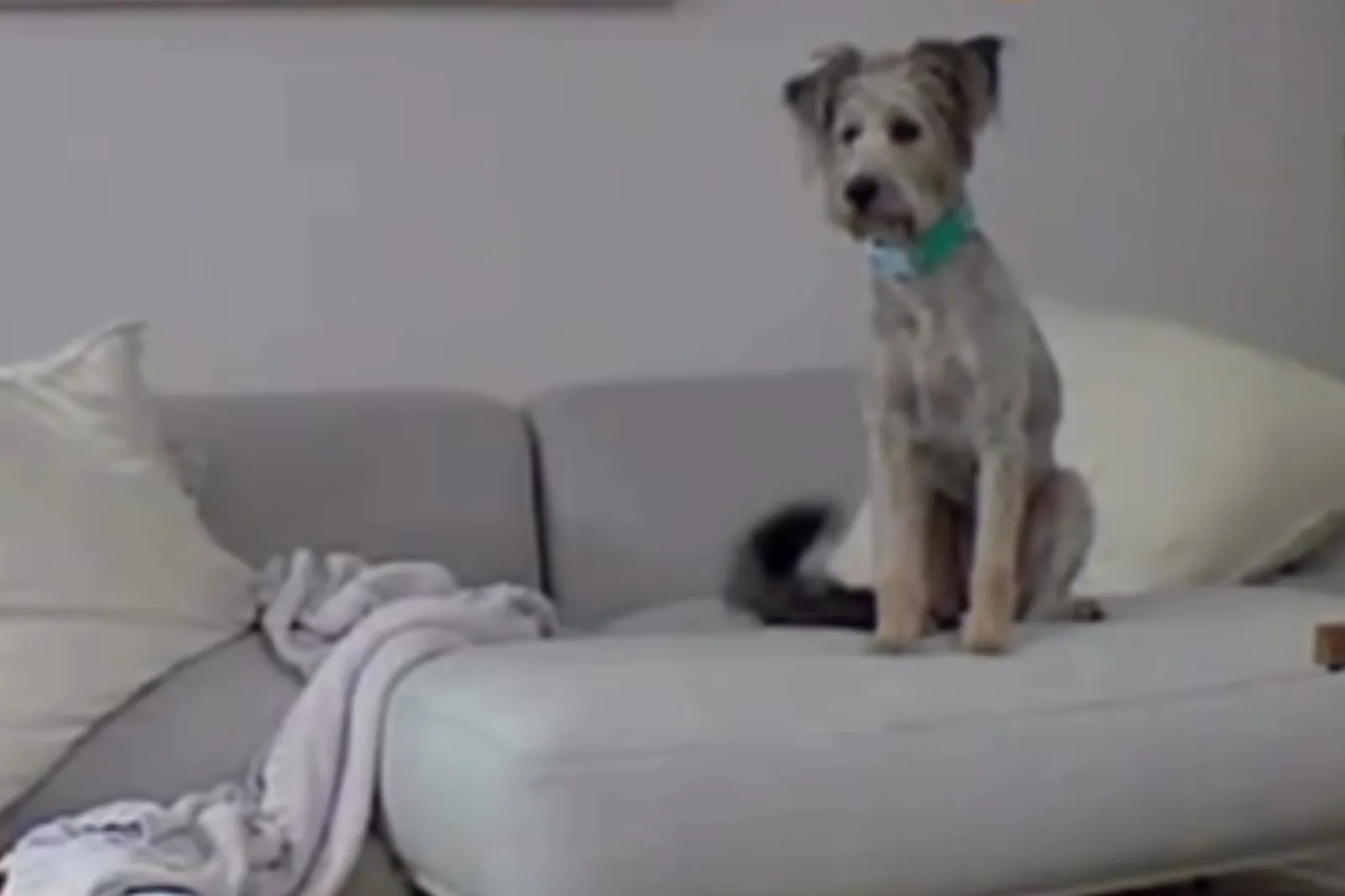 First Time Out of Crate, Rescue Dog’s Reaction Sparks Emotional Response