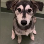 Florida Shelter Uncovers Rare 'Designer' Gem in Surrendered Puppy