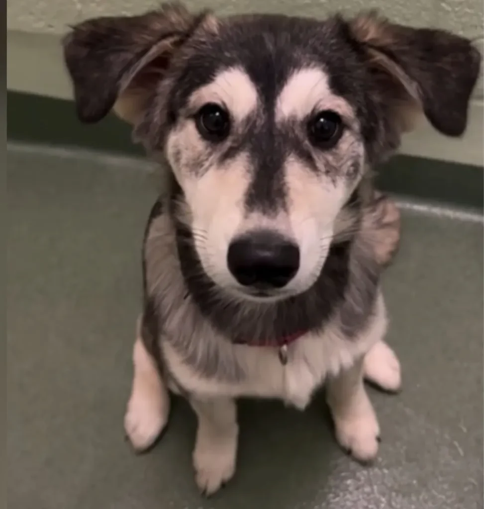 Florida Shelter Uncovers Rare 'Designer' Gem in Surrendered Puppy