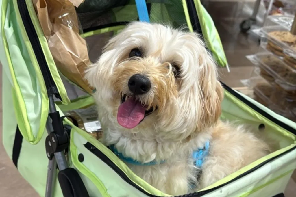 Man Races 2½ Hours to Snatch Shelter Dog Jaxson from Euthanasia List