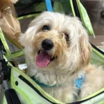 Man Races 2½ Hours to Snatch Shelter Dog Jaxson from Euthanasia List