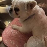 French Bulldog Transforms Car Wash Trip into Sudsy Disaster