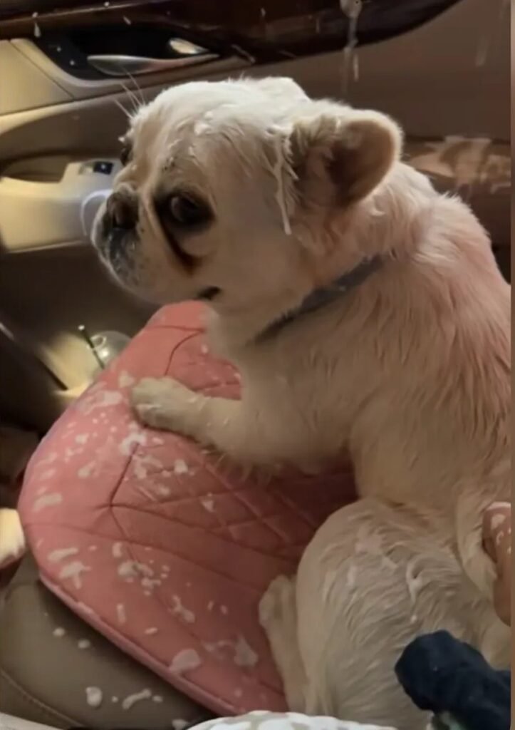 French Bulldog Transforms Car Wash Trip into Sudsy Disaster