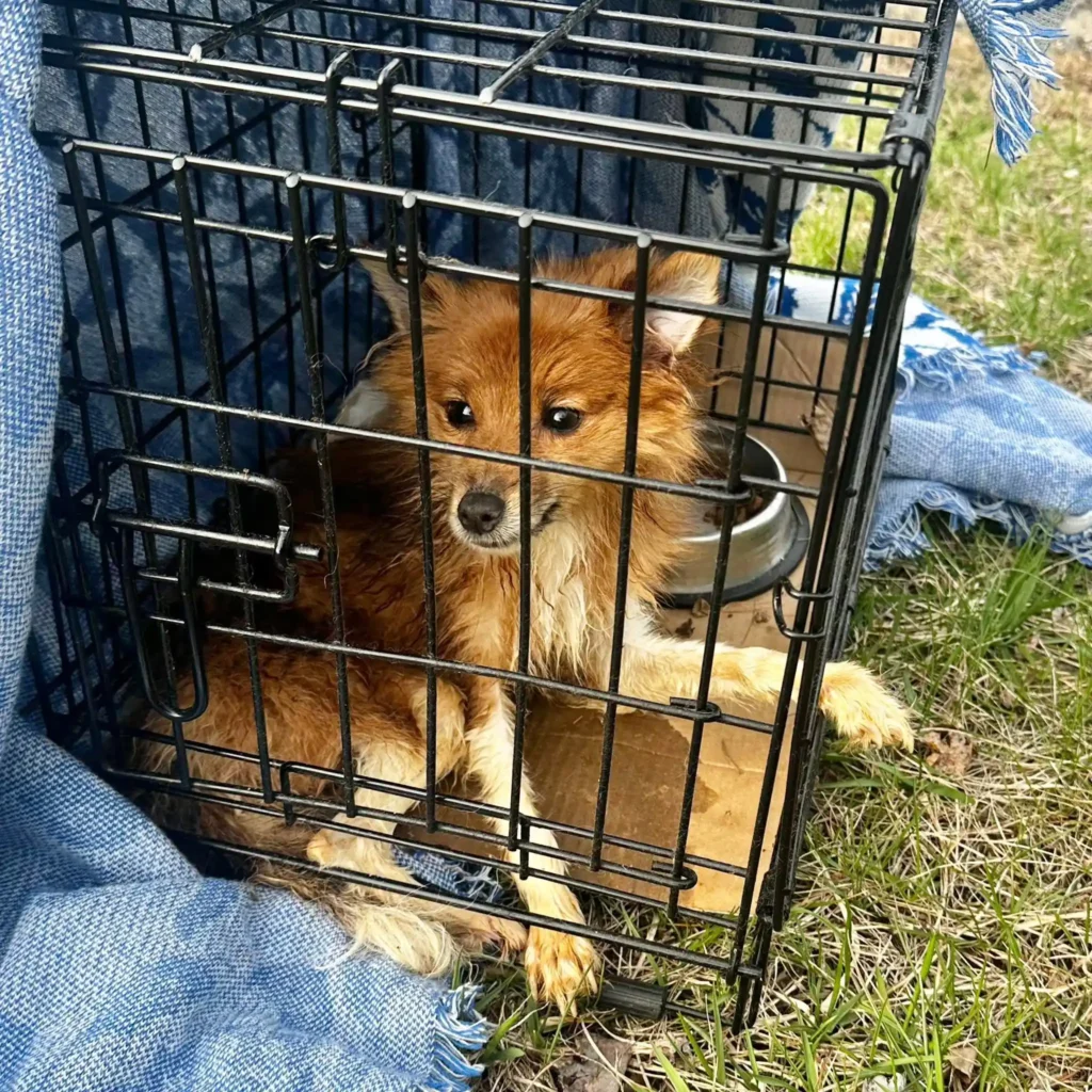 Marlboro Roadside Horror: Tiny Puppy Pulled from Locked Crate in Desperate Condition